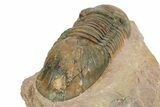 Large, Prone Paralejurus Trilobite Fossil - Lghaft, Morocco #350435-4